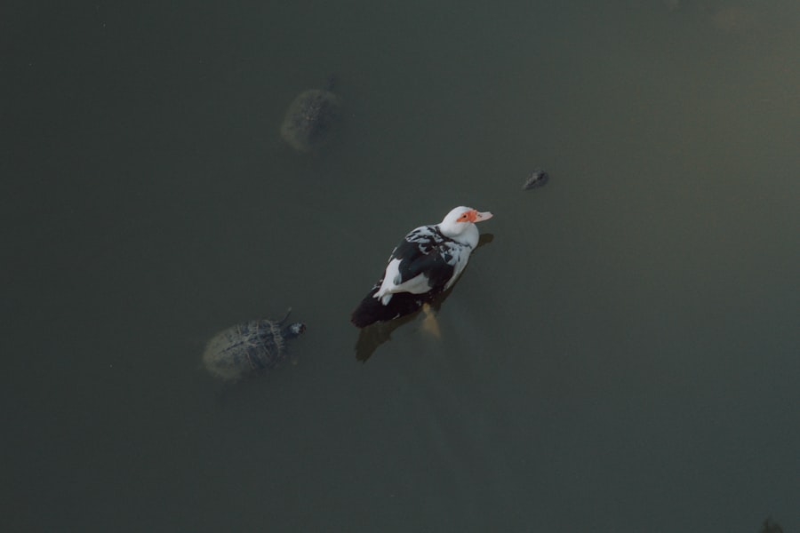 Photo amphibious landing