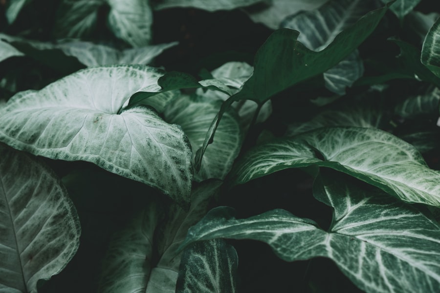 Photo ivy bells documentary