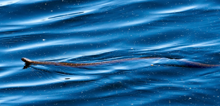 Photo submarine acoustic signatures