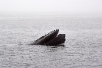 Photo submarine accidents