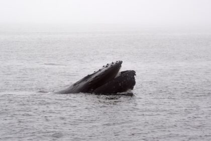 Photo submarine accidents