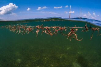 Photo Marine biology