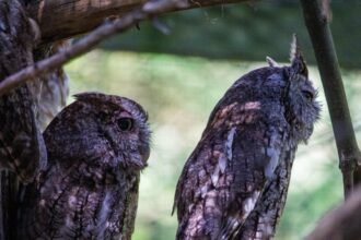 Photo confidentiality