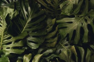 Photo Operation Ivy Bells