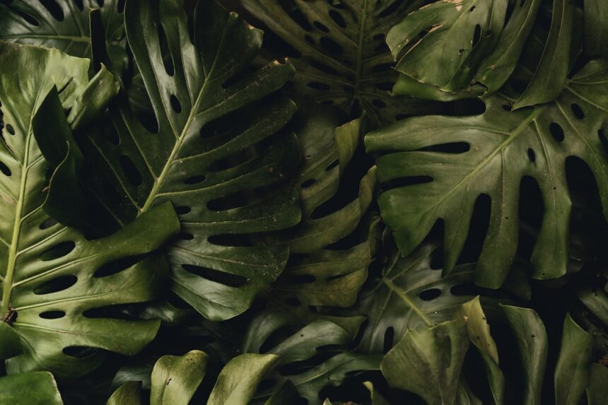 Photo Operation Ivy Bells