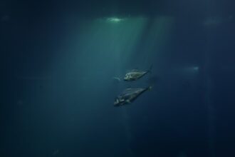 Photo undersea warfare