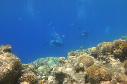 Photo saturation divers