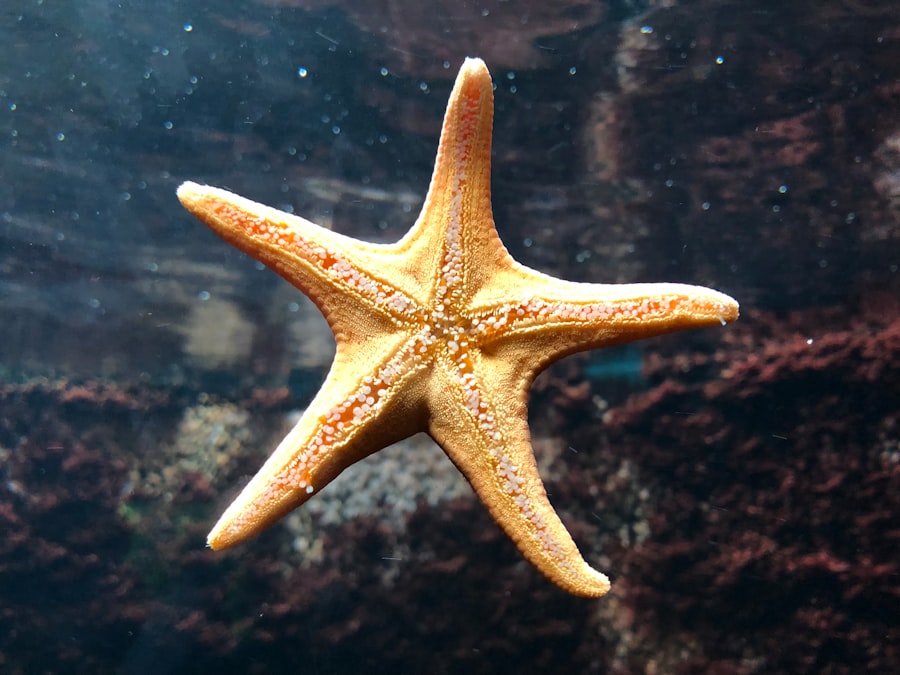 starfish program