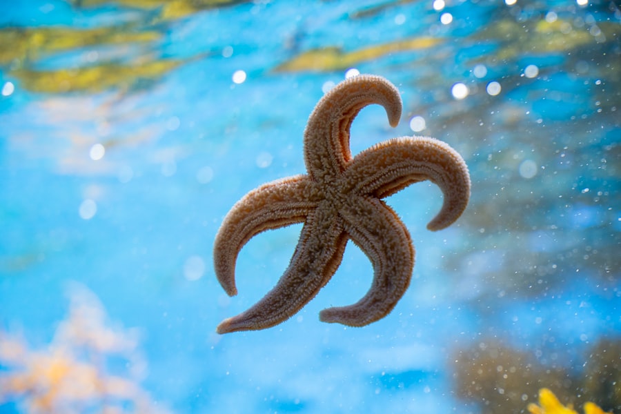 starfish
