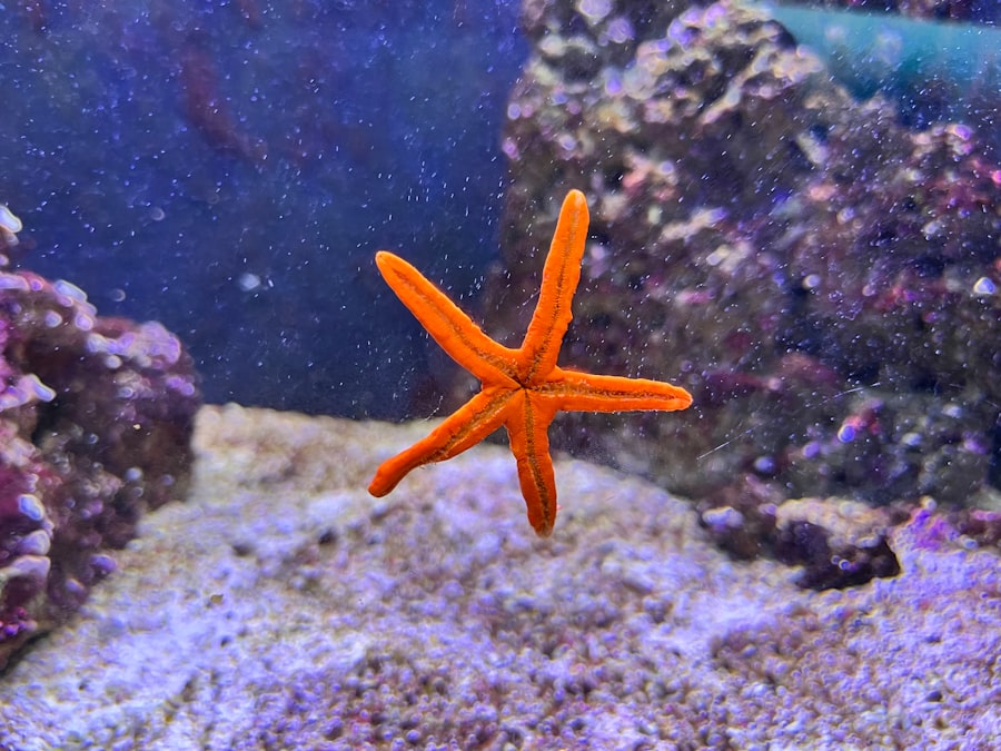 starfish program
