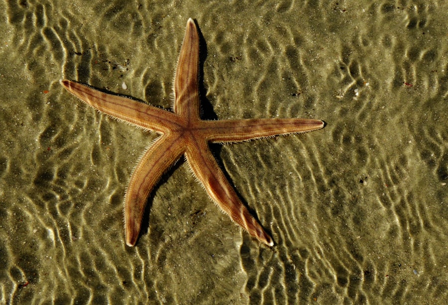 starfish program