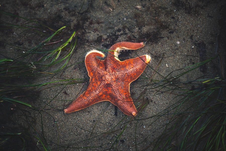 starfish program