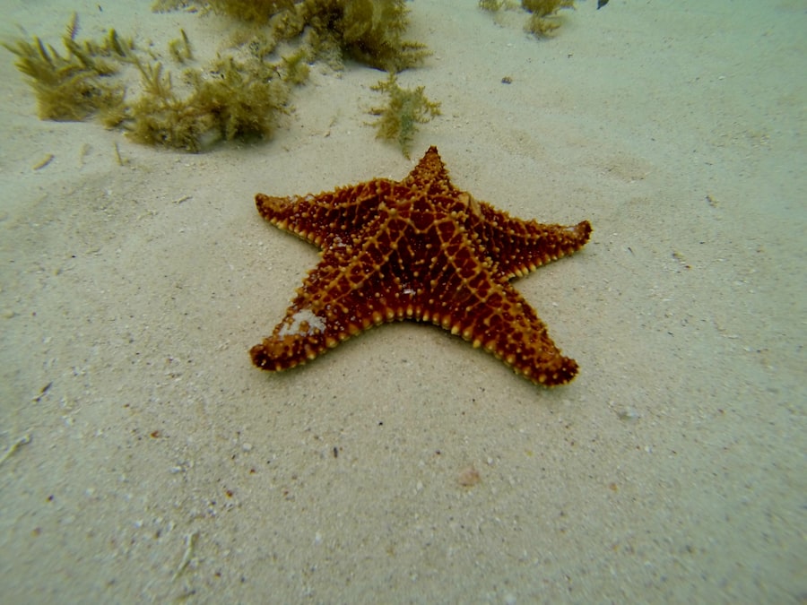 starfish decoys