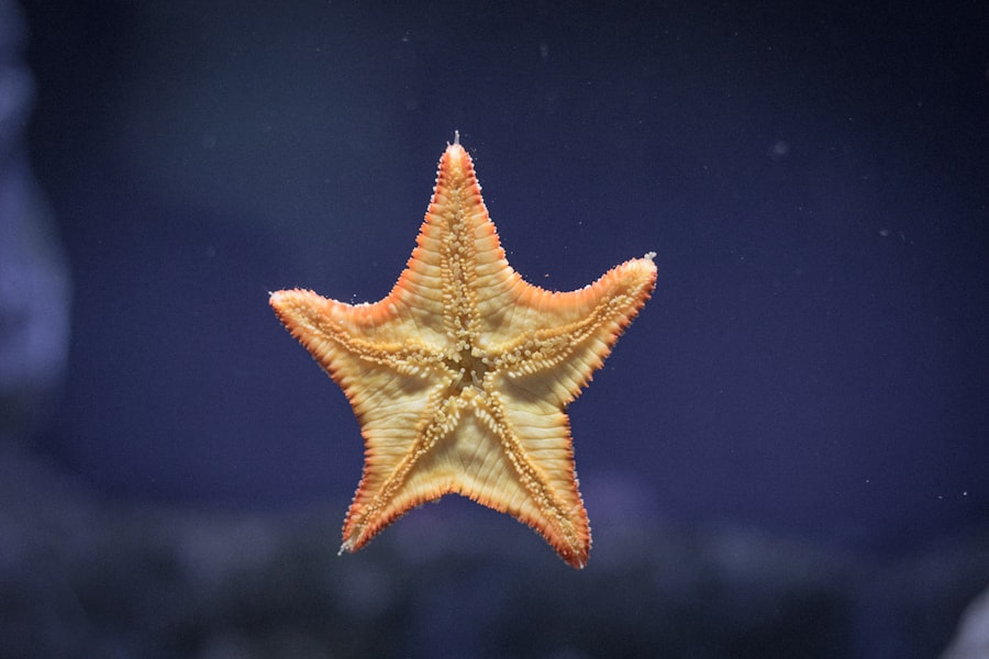 starfish decoy site