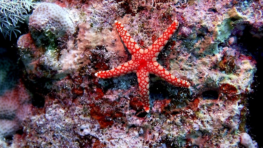 starfish decoy program