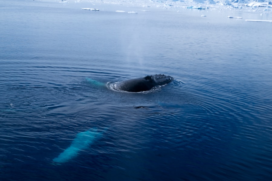 submarine quieting features