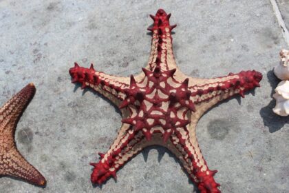 Photo starfish decoy program