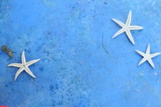 Photo starfish decoys