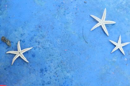 Photo starfish decoys