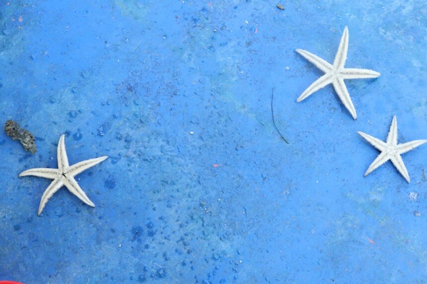 Photo starfish decoys