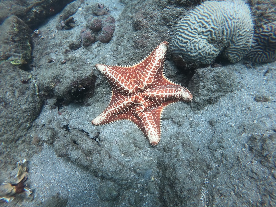 Photo starfish decoys