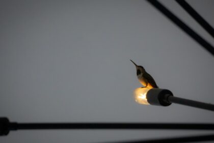 Photo luftwaffe bombing