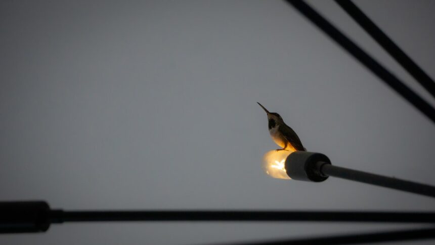 Photo luftwaffe bombing