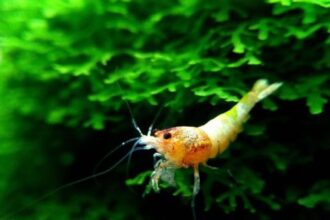 Photo shrimp snapping noise