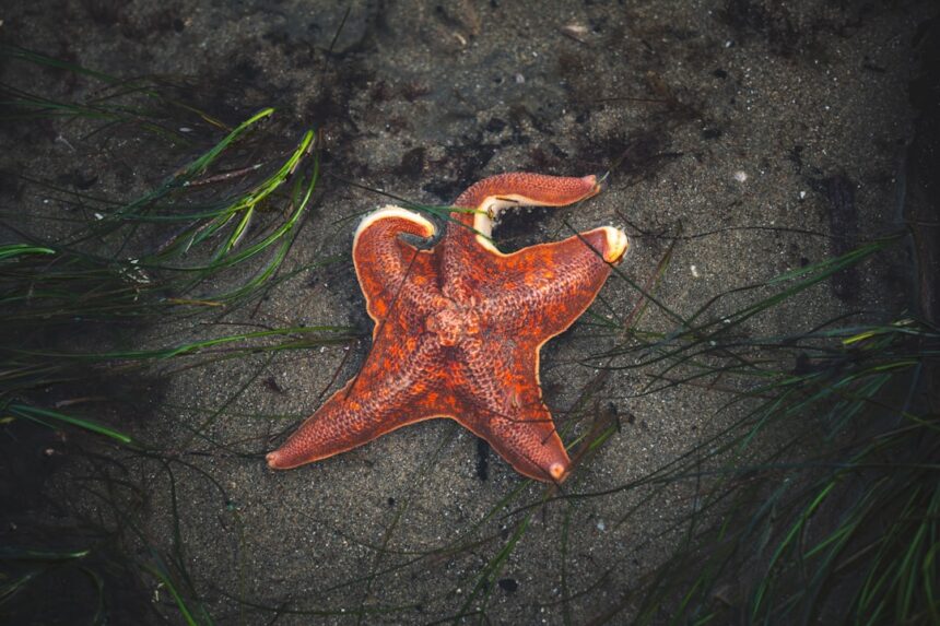 Photo starfish decoy program