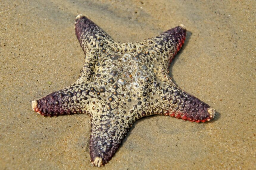 Photo starfish decoy site