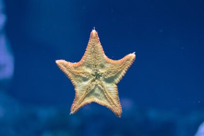 Photo starfish program