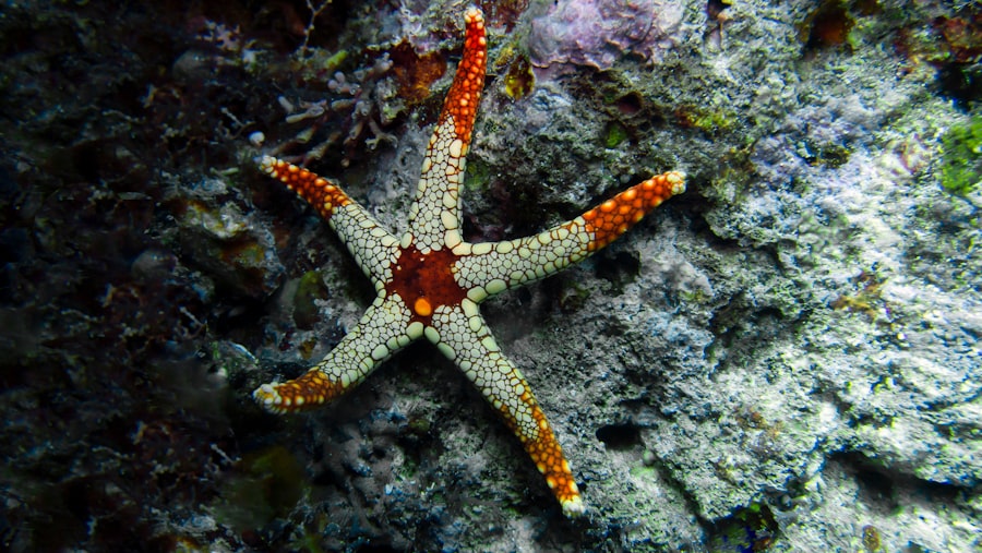 Photo starfish program
