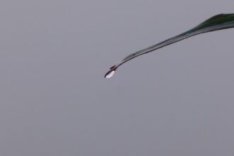 Photo zinc injection