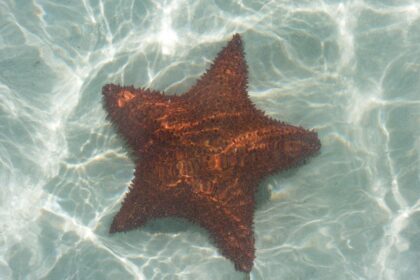 Photo starfish program