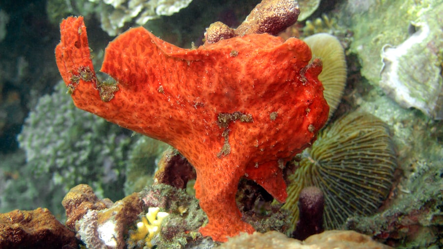 Photo starfish program
