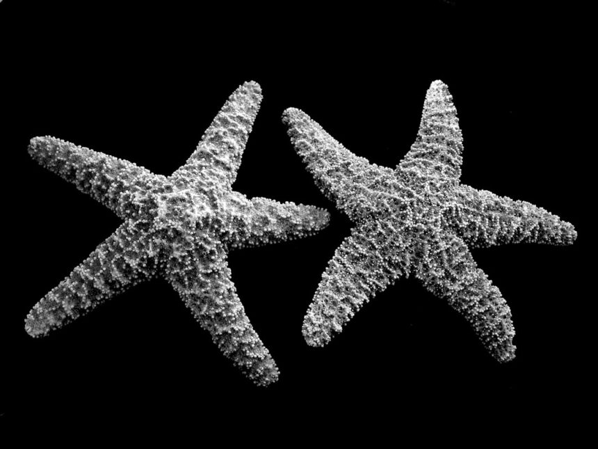 Photo starfish