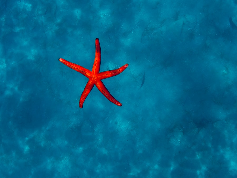 Photo starfish