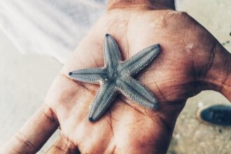 Photo starfish program