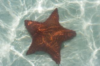 Photo starfish program