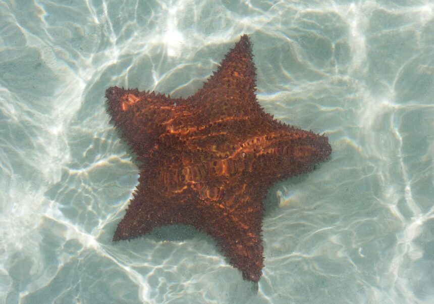 Photo starfish program
