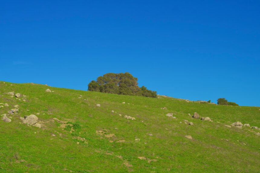 Photo mendip hills decoy sites