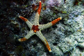 Photo starfish decoy crews