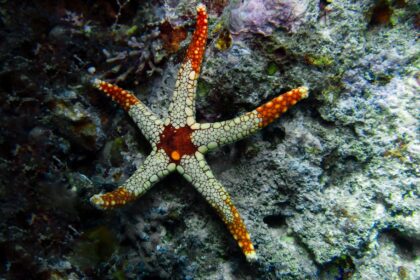 Photo starfish decoy crews