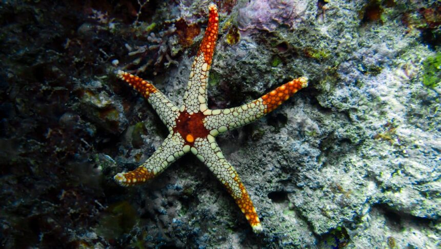 Photo starfish decoy crews