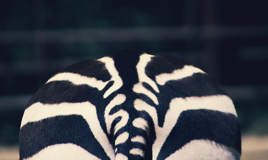 Photo US Navy, paper tiger