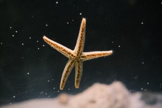 Photo starfish decoy effectiveness
