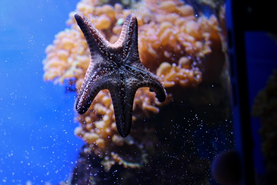 Photo starfish decoy effectiveness