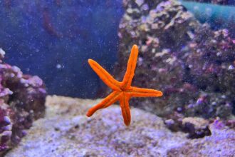 Photo starfish program