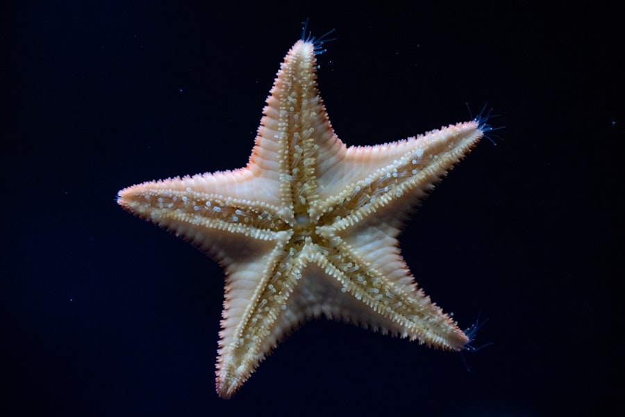 Photo starfish program
