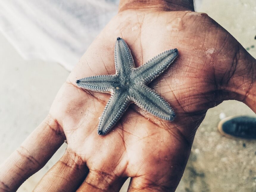Photo starfish program